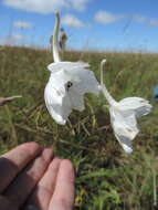 Plancia ëd Delphinium leroyi Franch. ex Huth