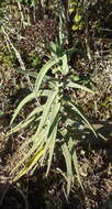 Image of Crassula perfoliata var. coccinea (Sweet) Rowley