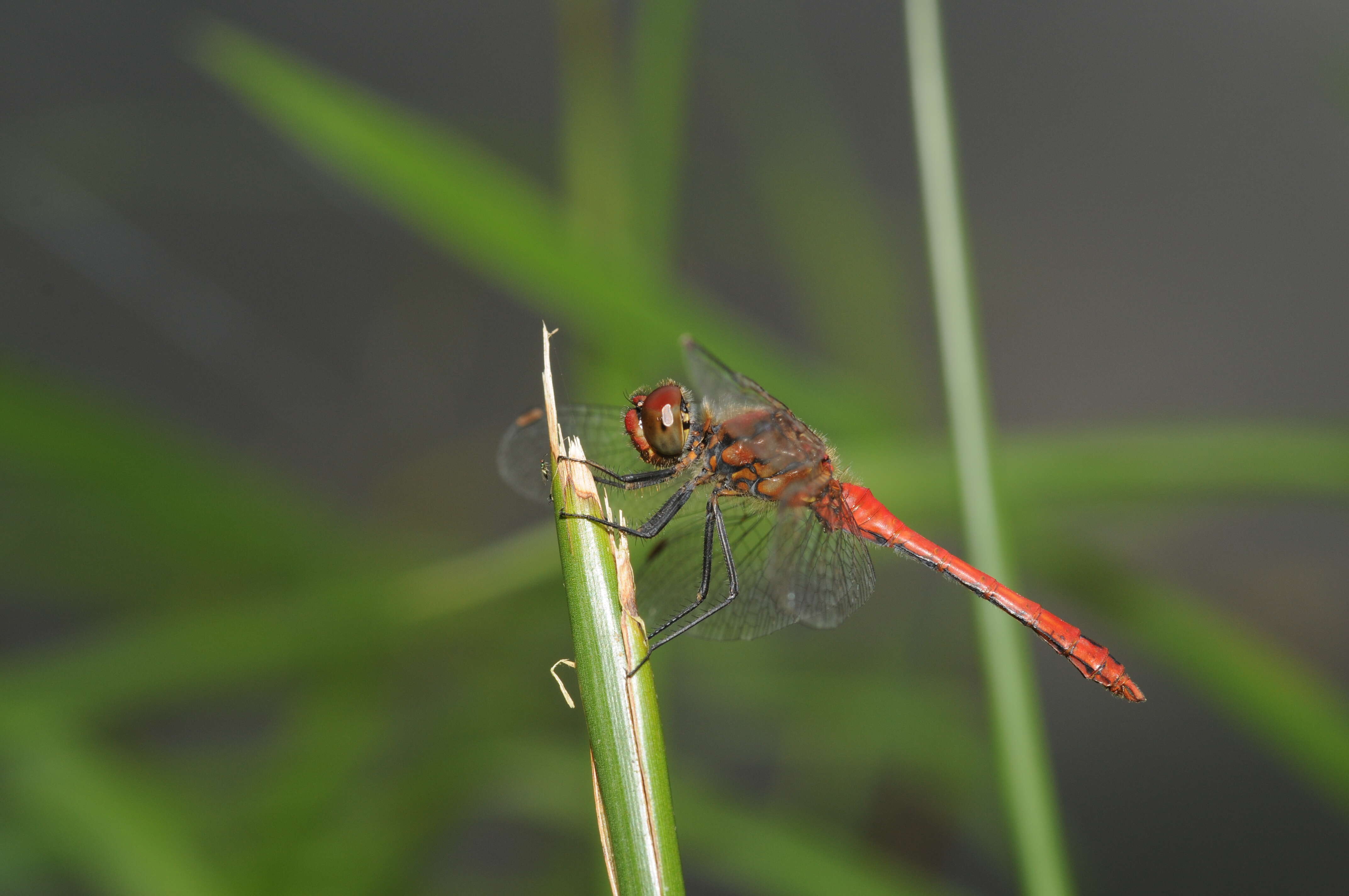 Image of Ruddy Darter