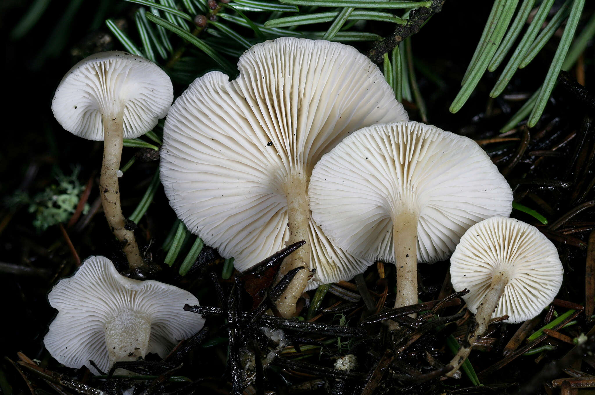 Plancia ëd Leucocybe candicans (Pers.) Vizzini, P. Alvarado, G. Moreno & Consiglio 2015