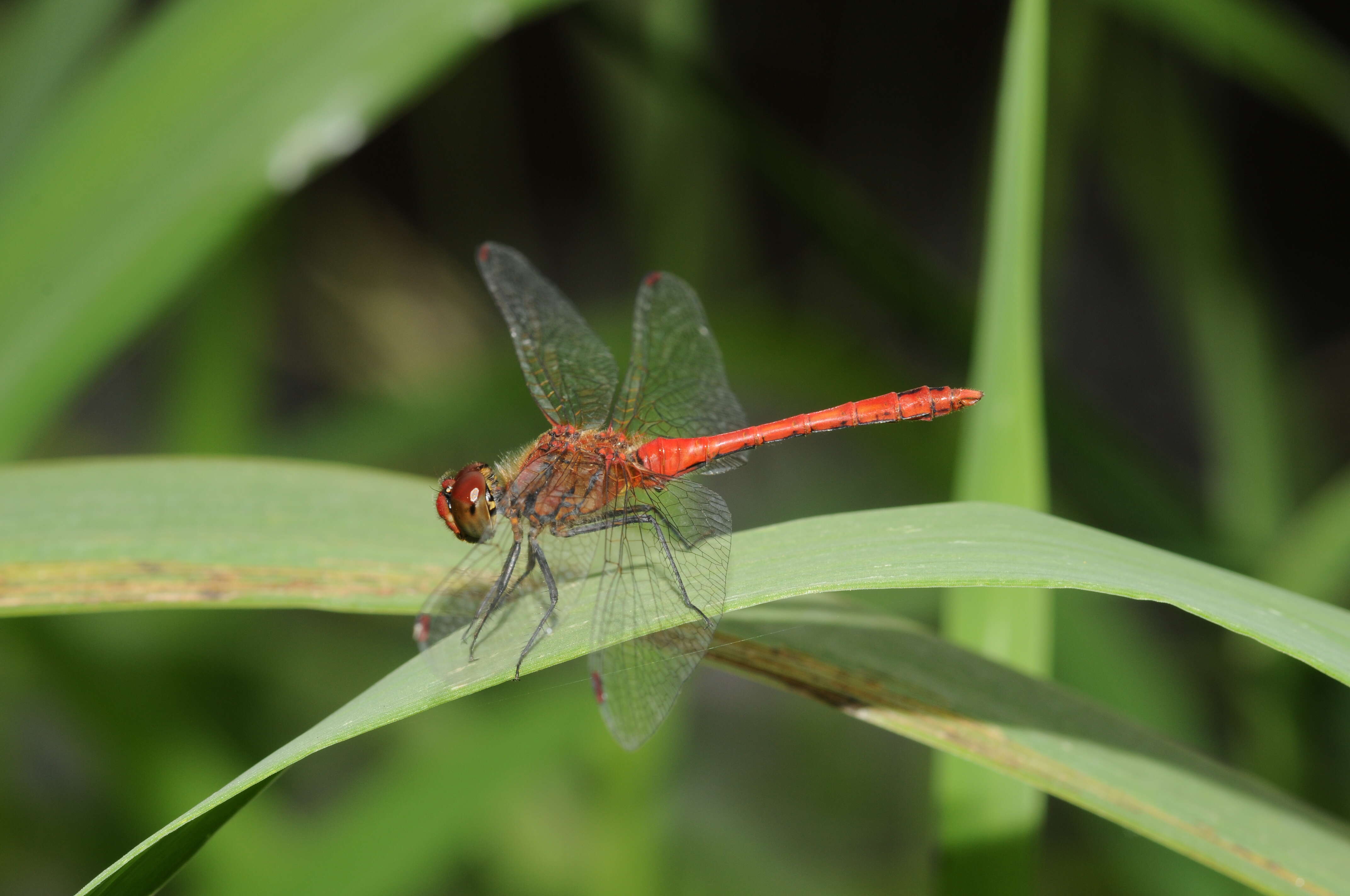 Image of Ruddy Darter