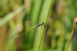 Image of Chalcolestes Kennedy 1920