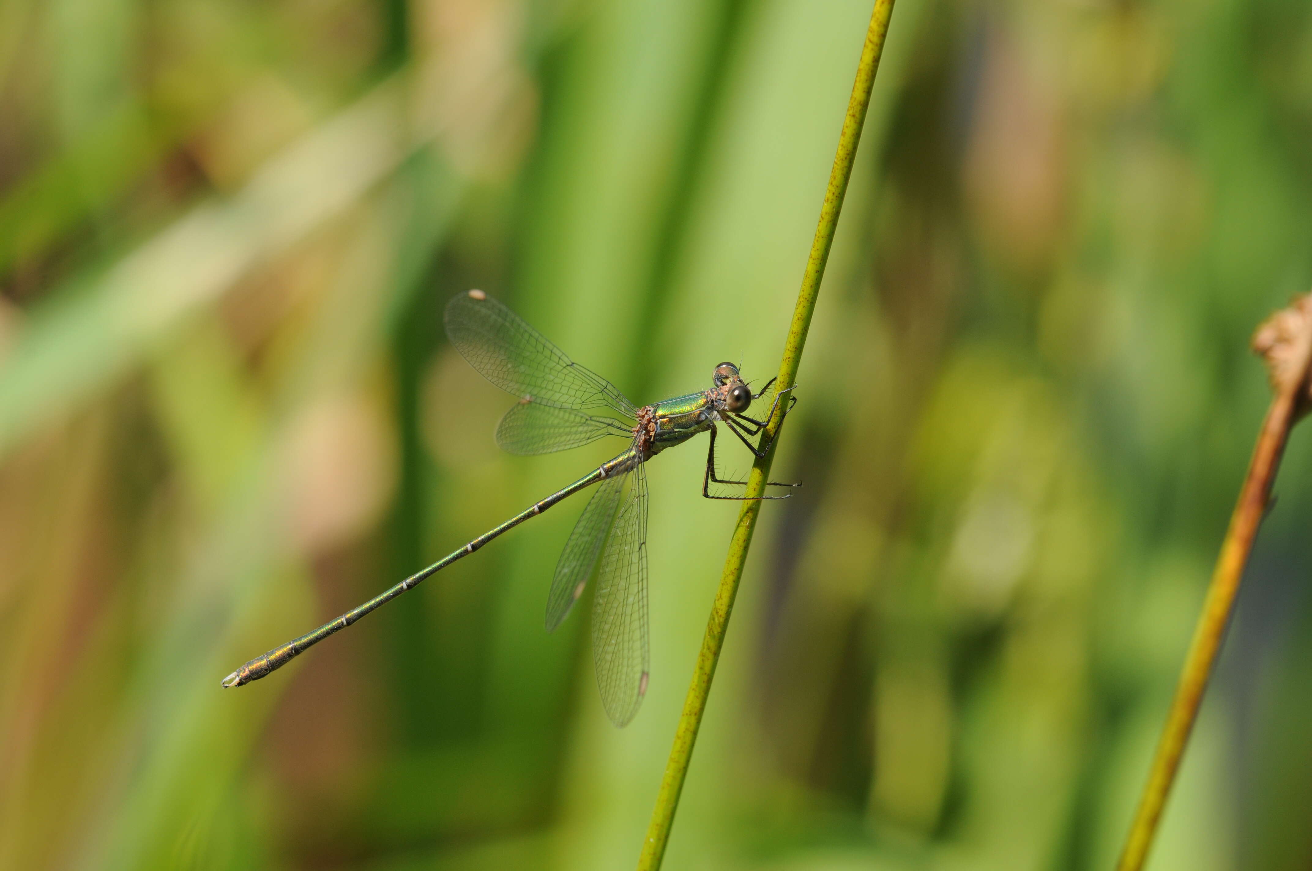 Image of Chalcolestes Kennedy 1920