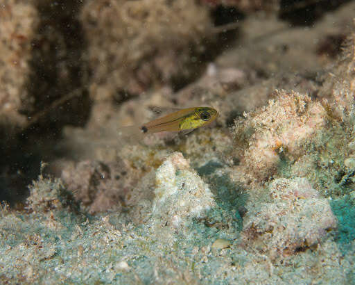 Image of Spotted cardinalfish