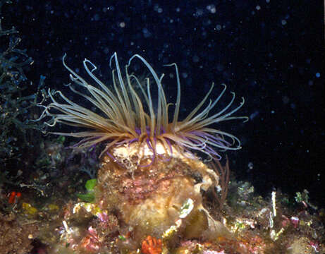 Image of Mediterranean cerianthid