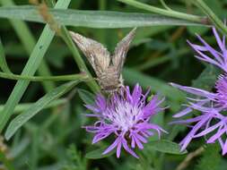 صورة Autographa gamma Linnaeus 1758