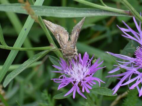 صورة Autographa gamma Linnaeus 1758