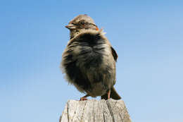 Image of Rufous-collared Sparrow