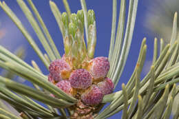 Image of whitebark pine