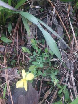 Image of pineland St. Johnswort