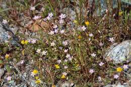 Image of thread linanthus