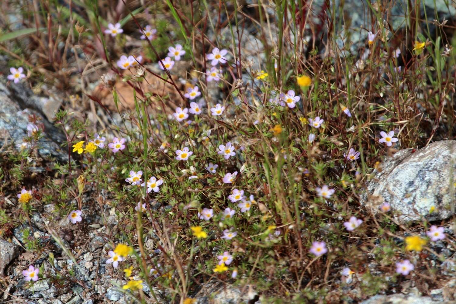 Image of thread linanthus