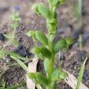 Image of Notched onion orchid