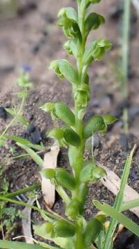 Image of Notched onion orchid
