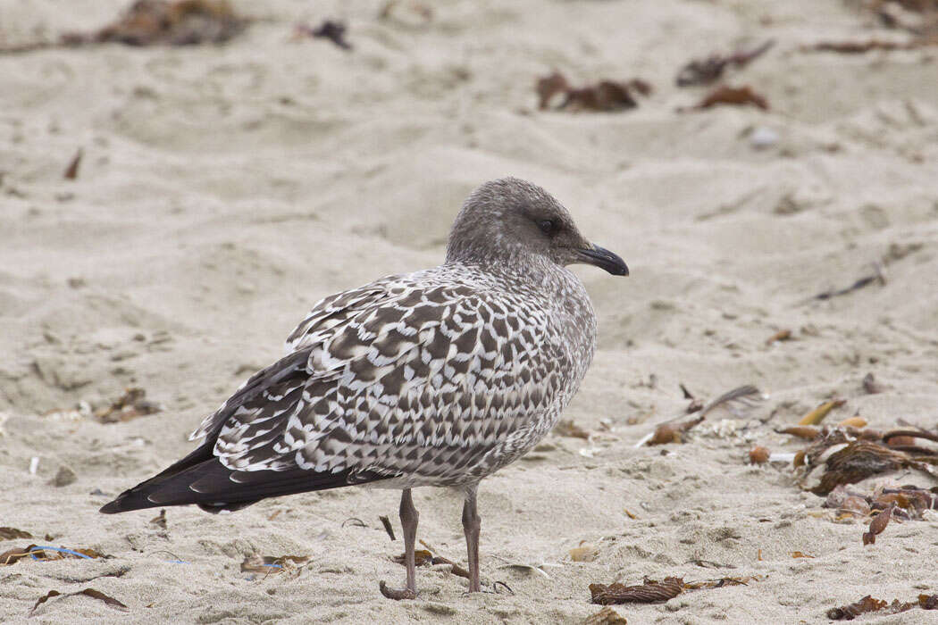 Larus californicus Lawrence 1854 resmi