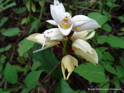 Image of Govenia utriculata (Sw.) Lindl.