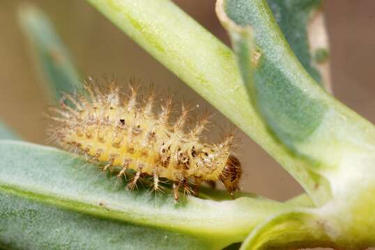 Image of Subcoccinella