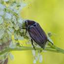 Image of chestnut cockchafer