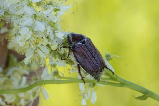 Image of chestnut cockchafer