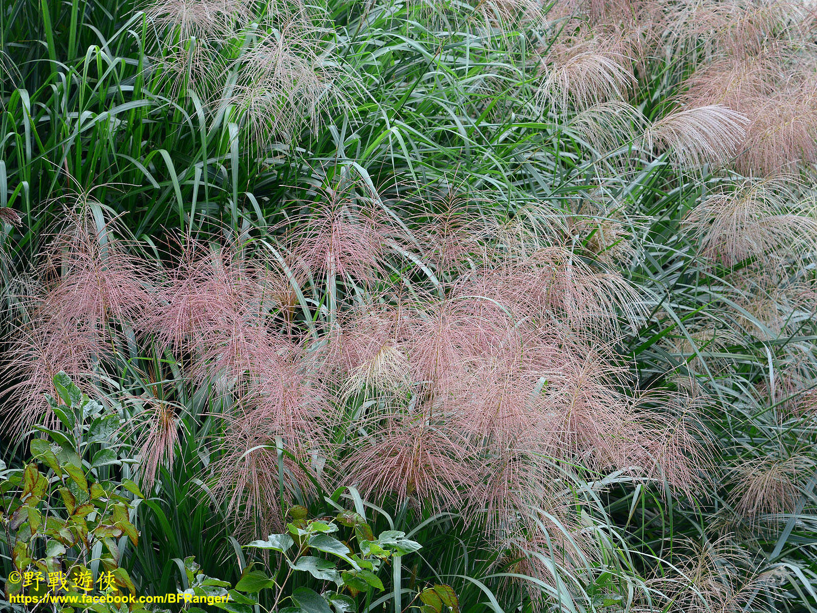 Imagem de Miscanthus floridulus (Labill.) Warb. ex K. Schum. & Lauterb.