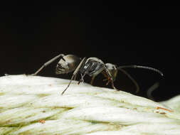 Image de Polyrhachis inermis Smith 1858