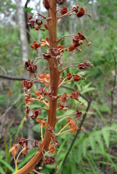 Image of Pitcher plant