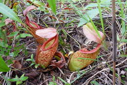 Imagem de Nepenthes holdenii Mey