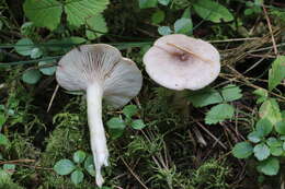 Image of Lactarius uvidus (Fr.) Fr.