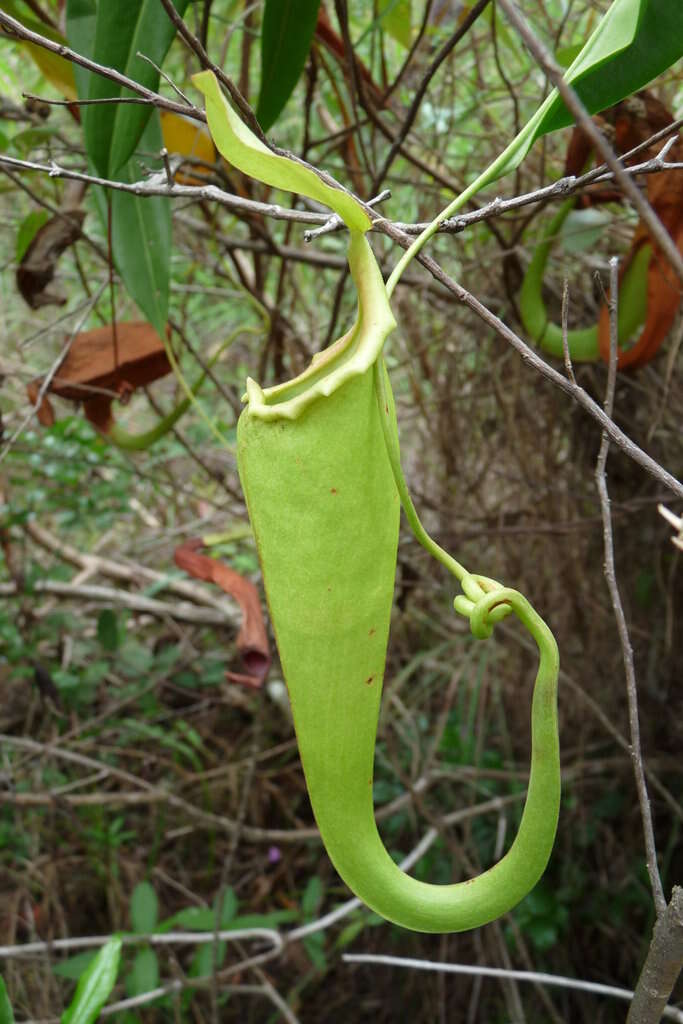 Imagem de Nepenthes holdenii Mey