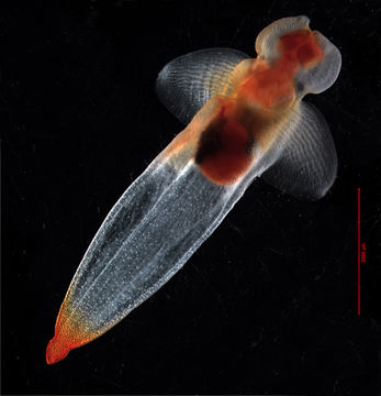 Image of Sea Angel