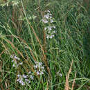 Image de Penstemon canescens (Britt.) Britt.