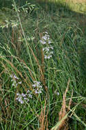 Penstemon canescens (Britt.) Britt. resmi