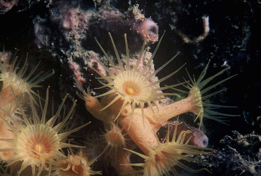 Image of Yellow encrusting anemone