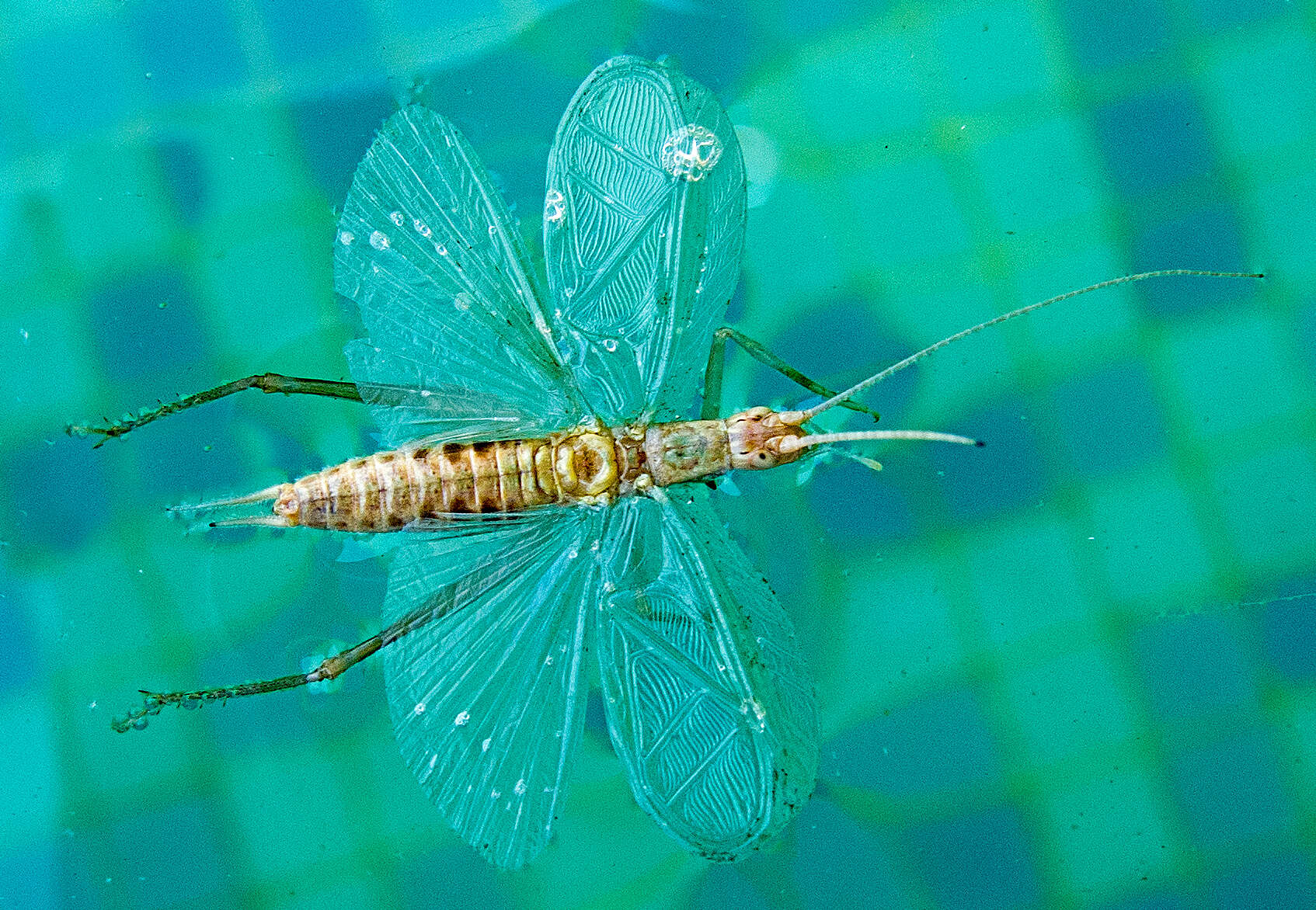 Image of tree-cricket