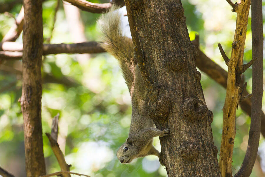 Image of Finlayson’s Squirrel