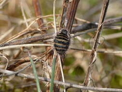 Image of Lycia zonaria