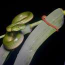 Image of Sabah Bamboo Pitviper