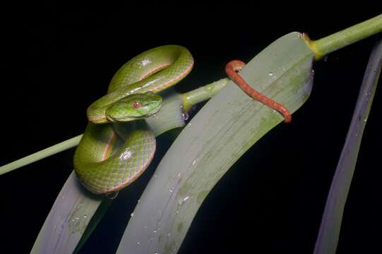 Image of Trimeresurus sabahi Regenass & Kramer 1981