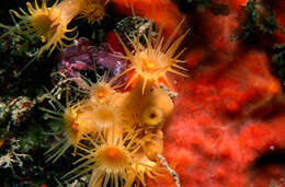 Image of Yellow encrusting anemone