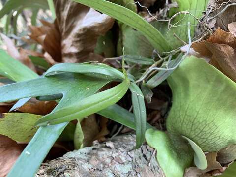 Image of Common tangle orchid