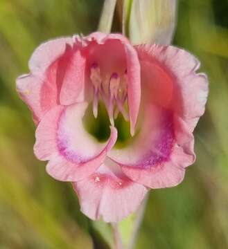 Imagem de Gladiolus appendiculatus G. J. Lewis