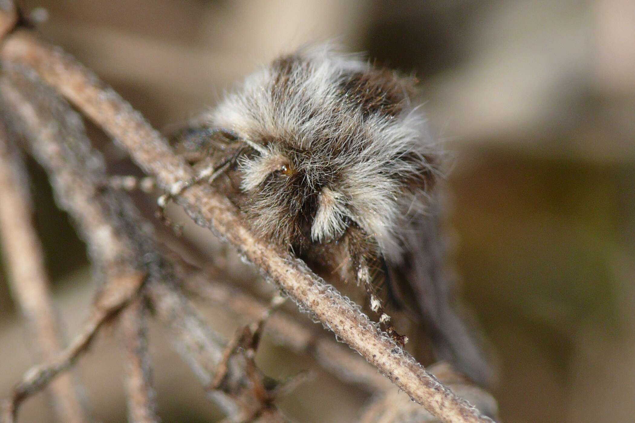 Image of Lycia zonaria