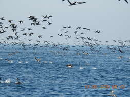 Image of Socotra Cormorant