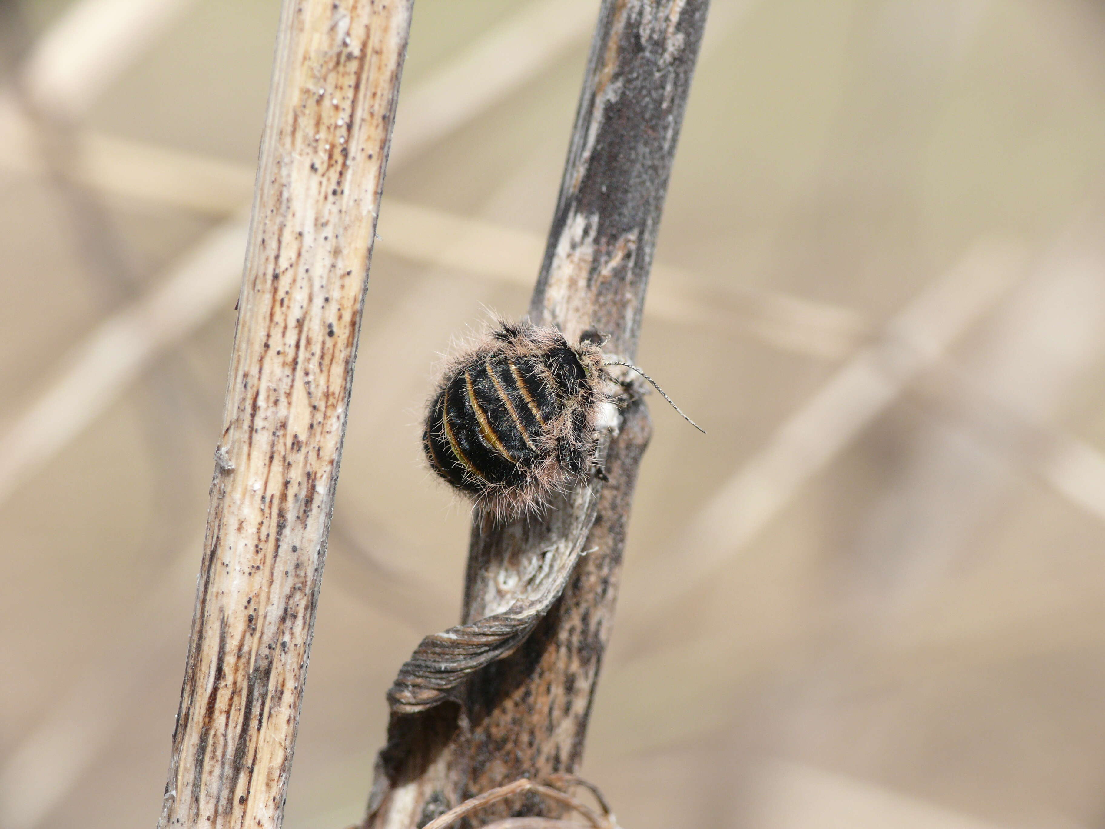 Image of Lycia zonaria