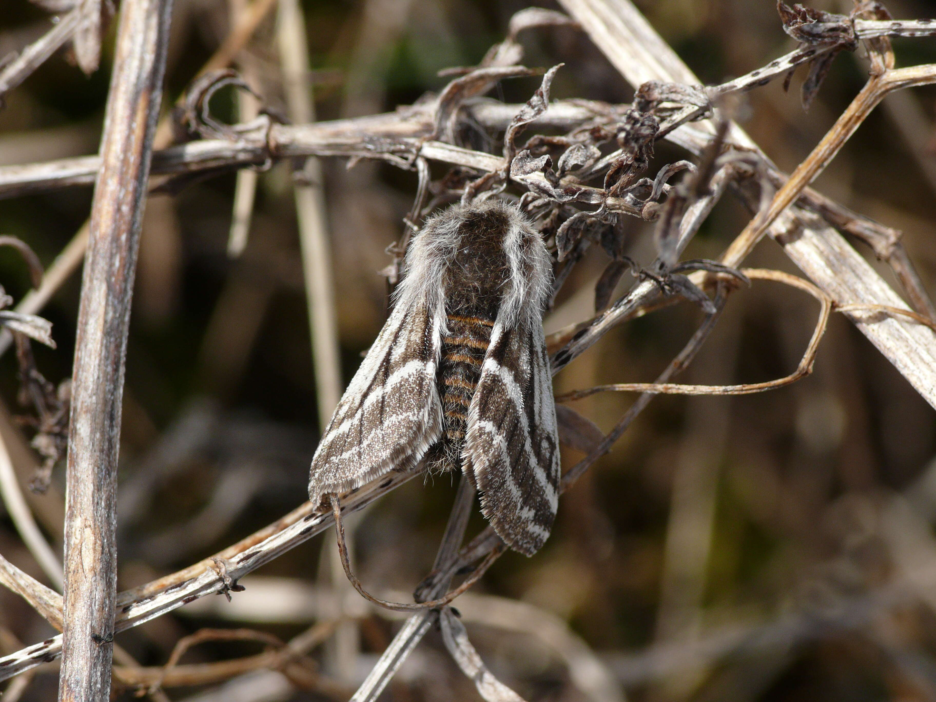 Image of Lycia zonaria