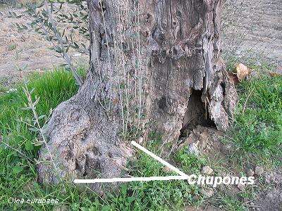 Plancia ëd Olea europaea L.