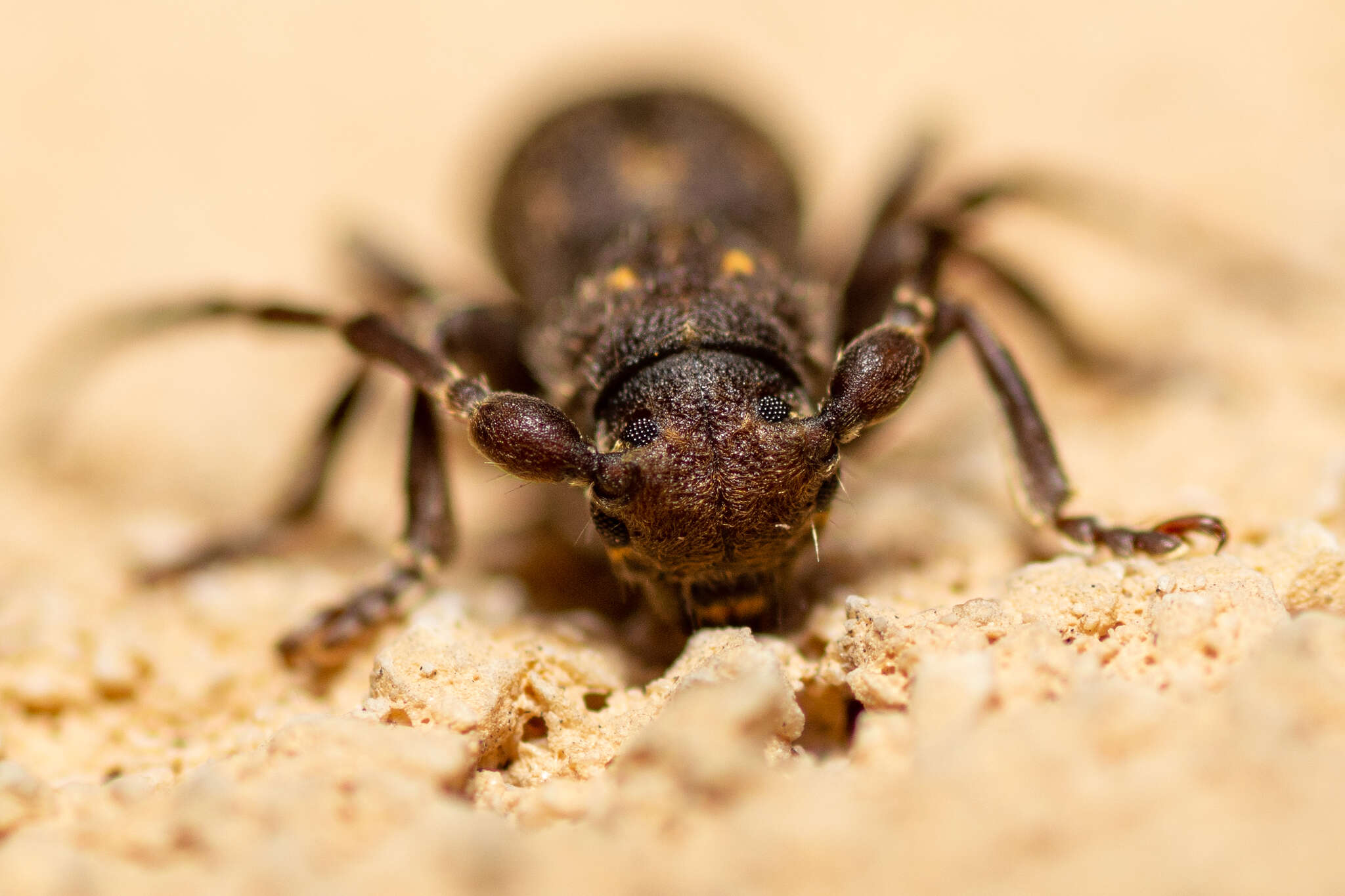 Image of Parmena unifasciata (Rossi 1790)