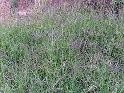 Image of Bermudagrass