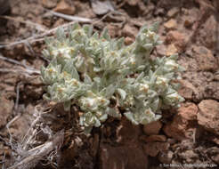 Слика од Stylocline psilocarphoides M. E. Peck