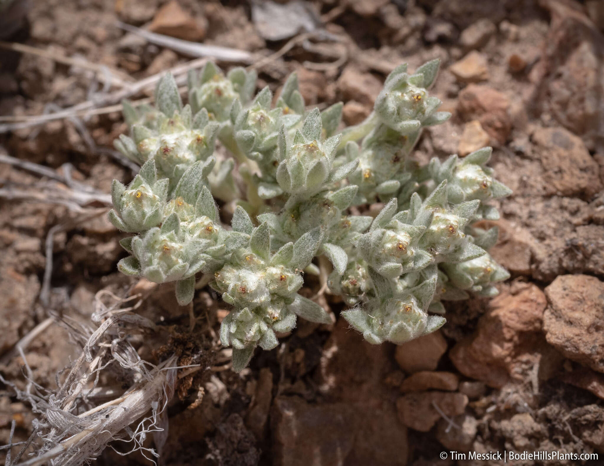 Image of baretwig neststraw